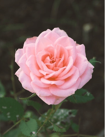 Ruby Lucille (Harlan) Baker Obituary