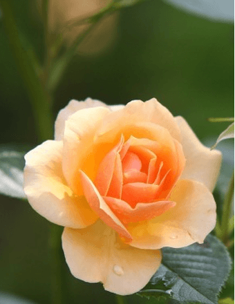 Julie Way Obituary